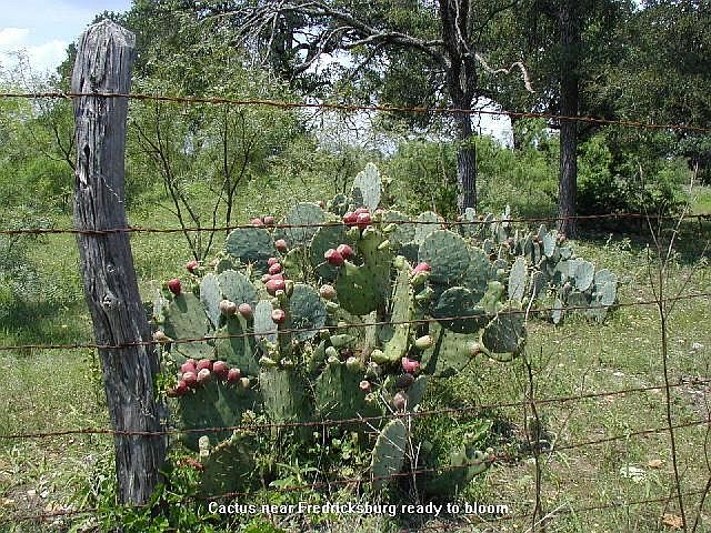 Cactus on TX-16 north of Fredricksburg