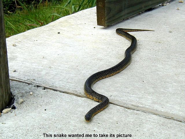 Snake at J.J. Mayes Wildlife Trace