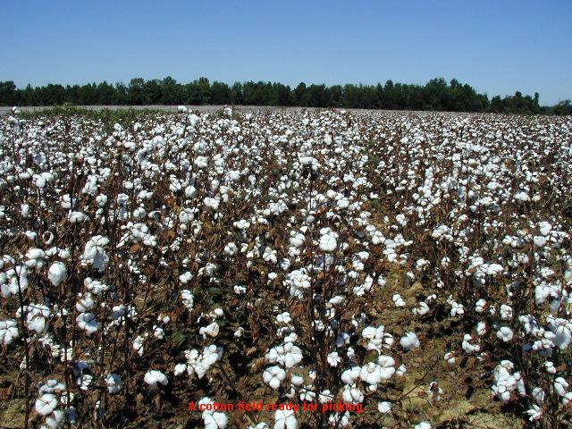 Cotton field ready for picking