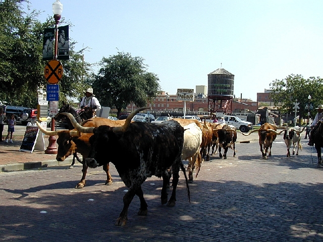 Fort Worth Herd Cattle Drive