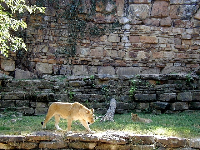 Lions at Fort Worth Zoo